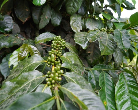 Decaf Colombia