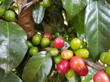 Colombia Dark