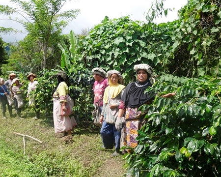 Sumatra Dark