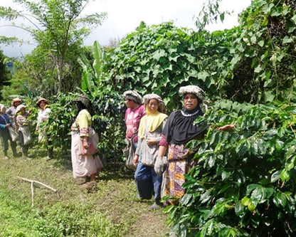 Sumatra Dark