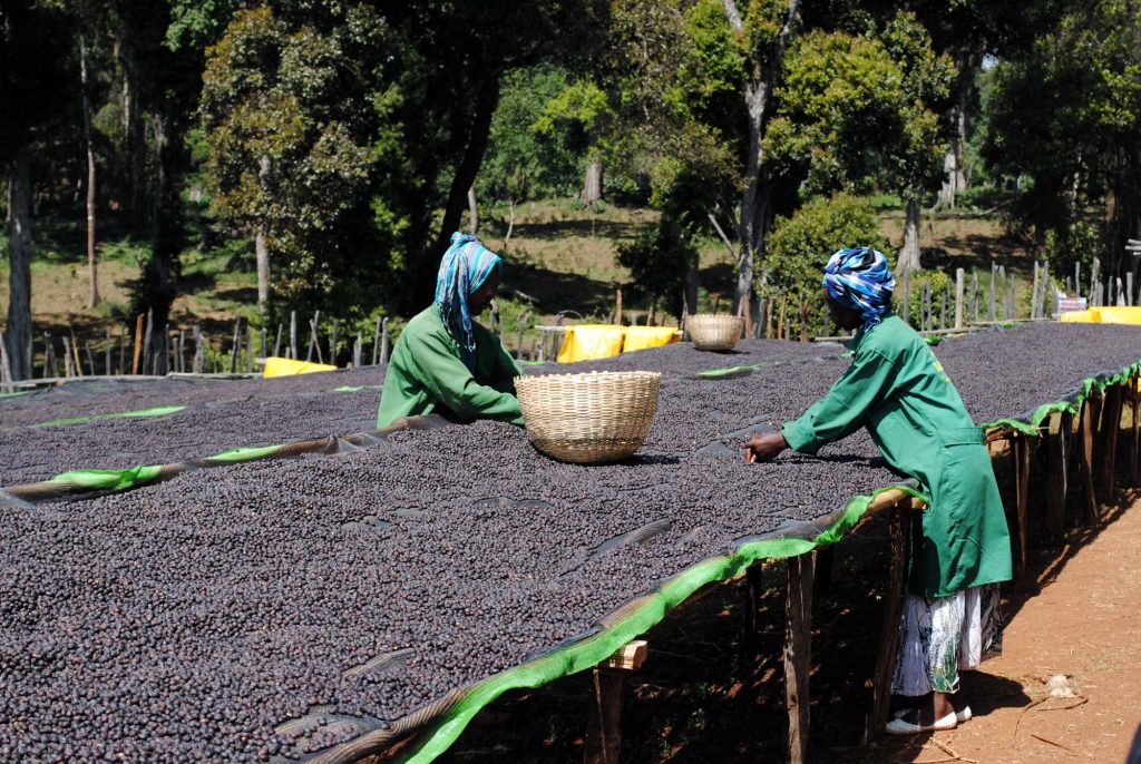 Ethiopia Natural Organic coffee cherries drying on the Hambela Estate