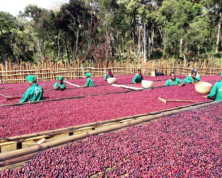 Ethiopia Natural Hambela Organic Coffee - fresh coffee cherries being spread out to dry