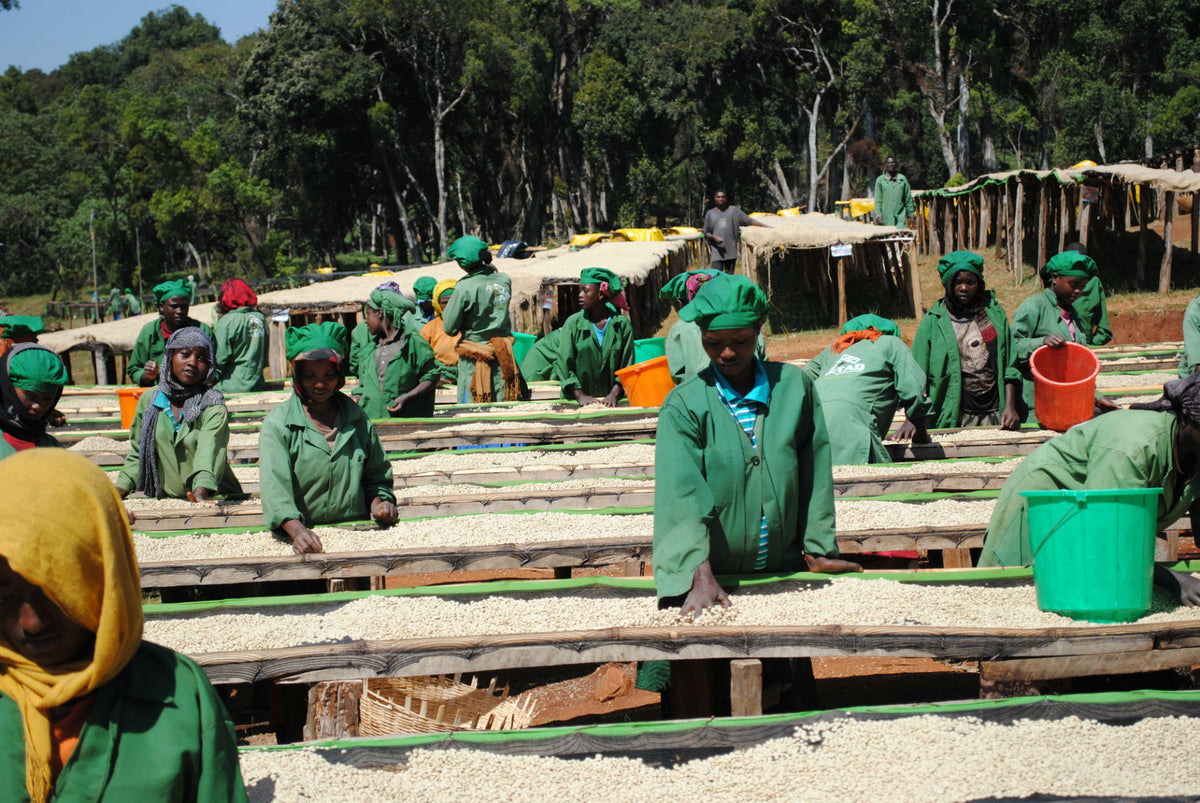 This Ethiopia Natural Organic coffee is from Hambela Estate. METAD has strengthened the local community with employment opportunities including a workforce that is over seventy percent women