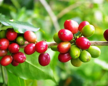 Ripe red coffee cherries grow in Mexico