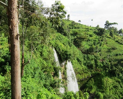 Uganda Organic Sipi Falls RFA UTZ