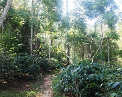 Sulawesi